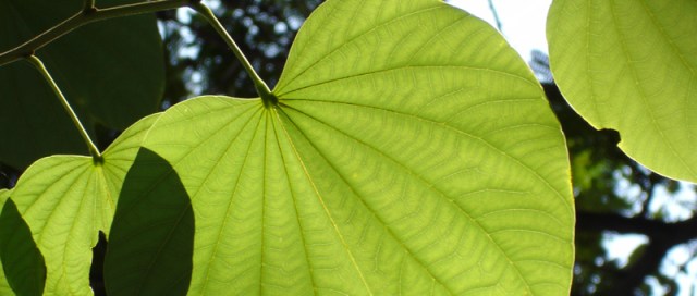 「同心並茂」 ~ 攝於香港大會堂‧中環‧香港 ~ 2004.9.26 ~ SONY CyberShot DSC-W1 ~ F5.2 1/160