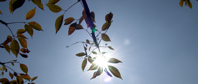 「向陽葉茂」 ~ 攝於香港科技大學‧清水灣‧香港 ~ 2004.10.23 ~ SONY CyberShot DSC-F828 ~ F8.0 1/1000