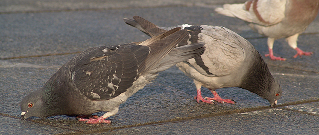 各得其所 「各得其所」 ~ 攝於天星碼頭‧尖沙咀‧香港 ~ 2004.1.1 ~ SONY Cybershot DSC-F828 ~ F4.0 1/200