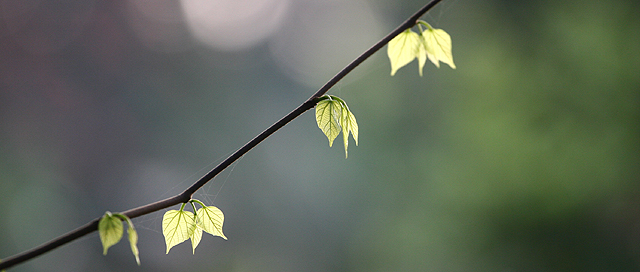 「無題」 ~ 攝於香港科技大學‧清水灣‧香港 ~ 2005.3.19 ~ Canon EOS 20D ~ Canon 70-200mm L Lens ~ F4.0 1/200 ISO400