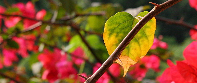 「掛心」 ~ 攝於沙田‧香港 ~ 2007.4.9 ~ Canon 20D ~ F10 1/1250