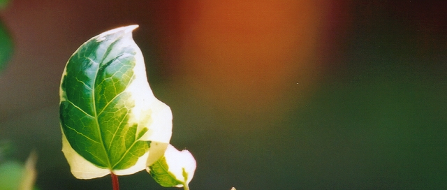 「日光的眷顧」 ~ 攝於麗江古城‧雲南‧中國 ~ 2001.7 ~ Canon EOS5