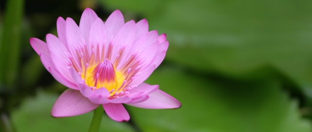 君子 「君子」 ~ 攝於檀香山‧夏威夷‧美國 ~ 2005.1.9 ~ Canon 20D ~ F4 1/200 ISO100