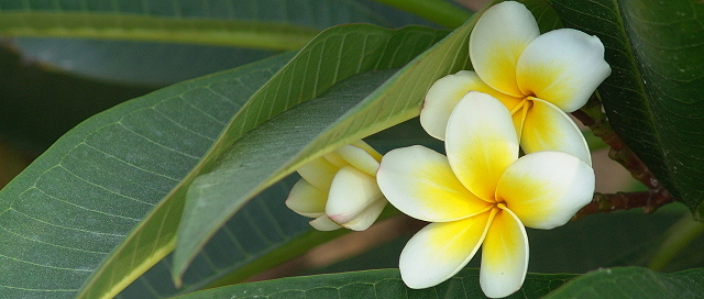 「清純」~ 攝於東莞‧中國 ~ 2007.7.22 ~ SONY DSC-F828 ~ ISO64 F4.0 1/250 51mm