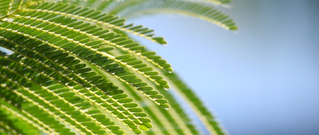 「青蔥歲月」~ 攝於凱恩斯(Cairns)‧澳洲 ~ 2007.4.21 ~ Canon EOS 20D ~ ISO1600 F5.0 1/8000 320mm