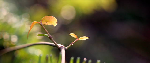 「曲高和寡」~ 攝於大嶼山‧香港 ~ 2008.2.9 ~ Canon EOS 20D ~ ISO800 F6.3 1/800 320mm